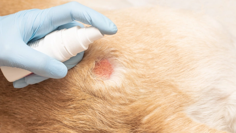 狗皮膚病治療