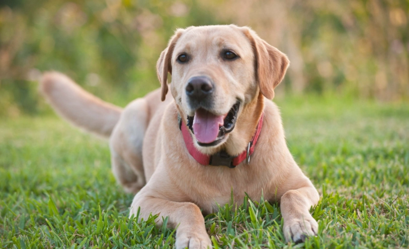拉布拉多犬個性
