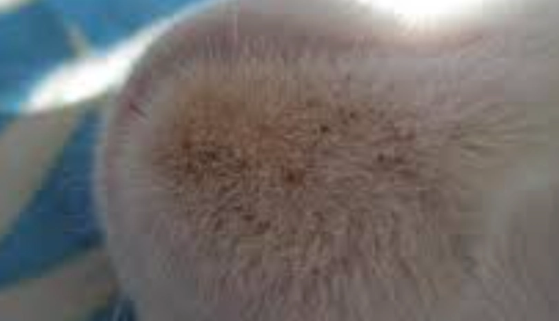 貓下巴黑頭粉刺