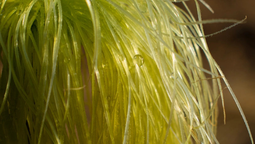 粟米鬚煲水禁忌