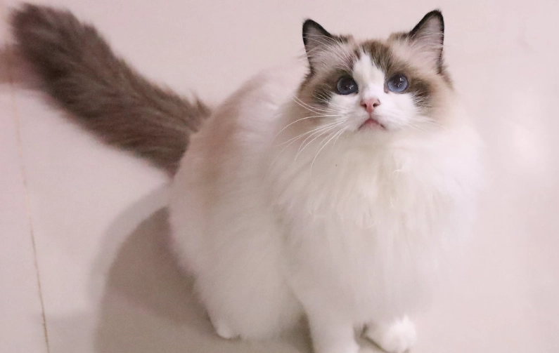 布偶貓品種介紹