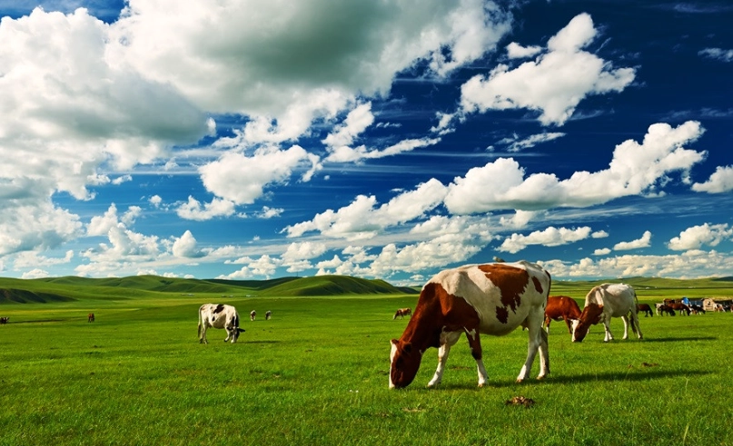 呼倫貝爾草原旅遊