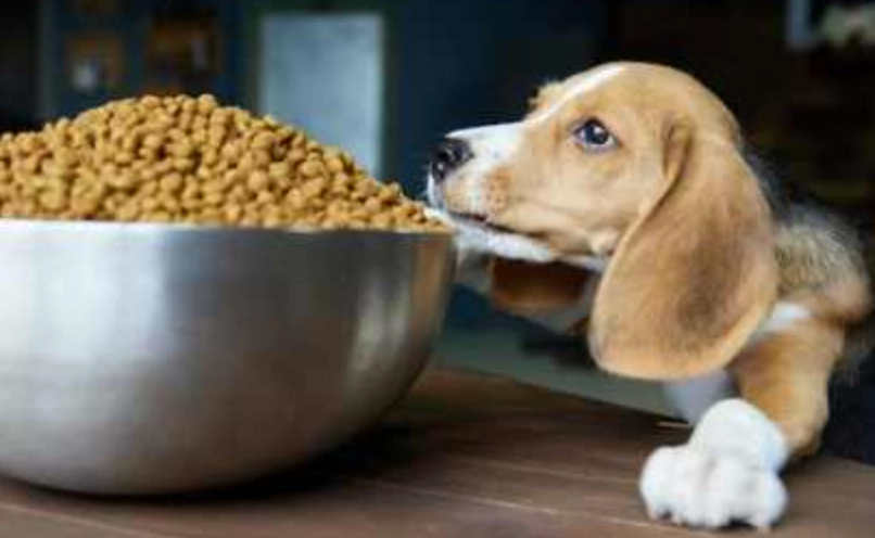 花生對狗的好處