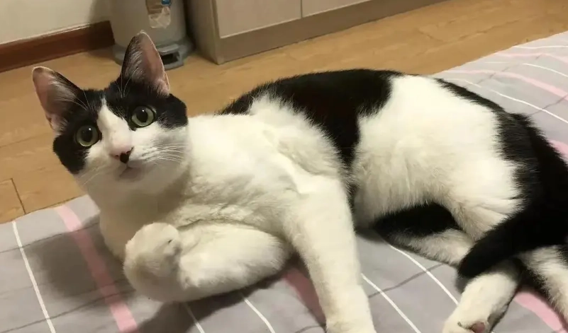 貓咪流眼淚治療