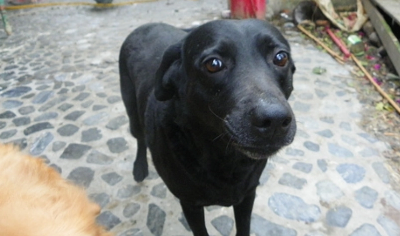 台灣領養黑拉拉