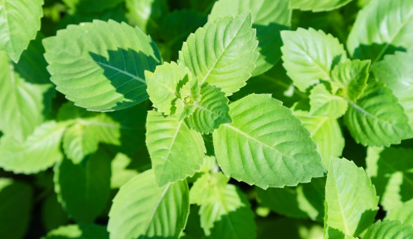 九層塔種植技巧