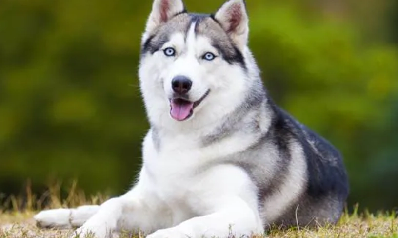 延長哈士奇壽命