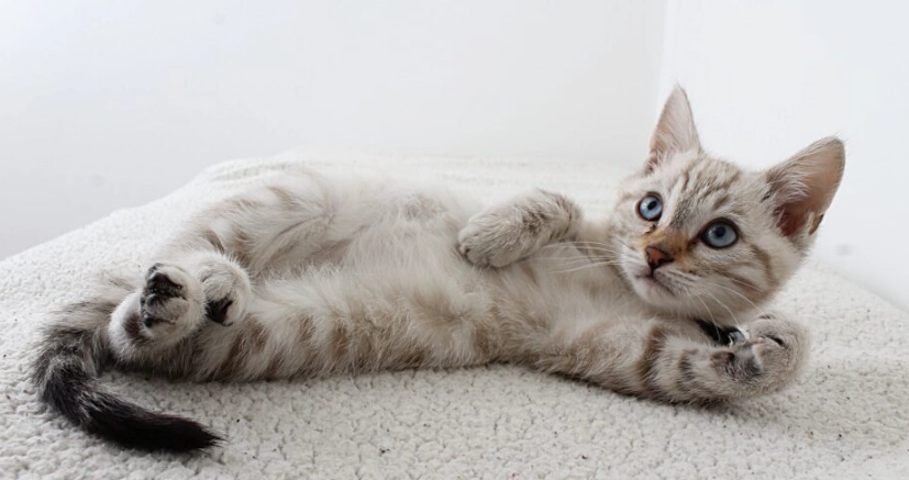 貓打完疫苗沒精神