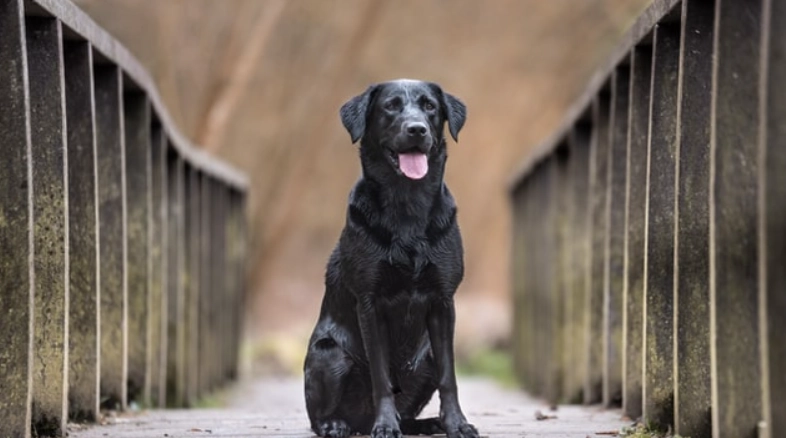 台灣領養黑拉拉