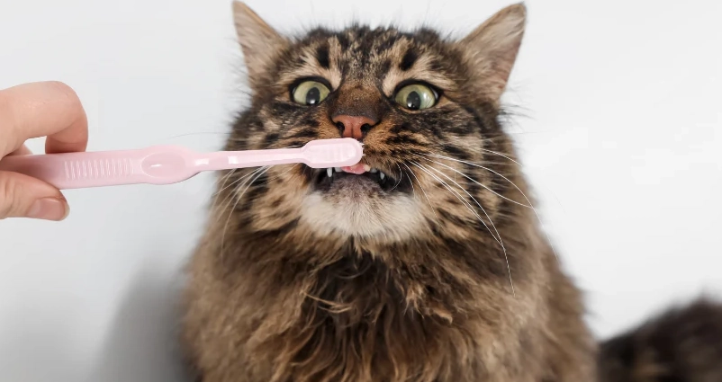 貓咪刷牙步驟