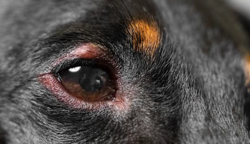 狗狗眼睛紅腫