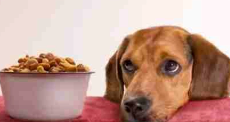 花生對狗的好處