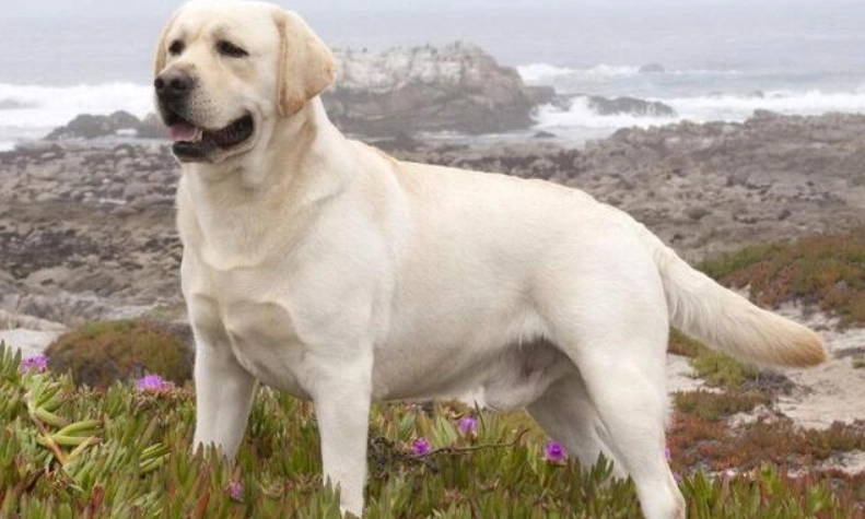 適合家庭養的狗