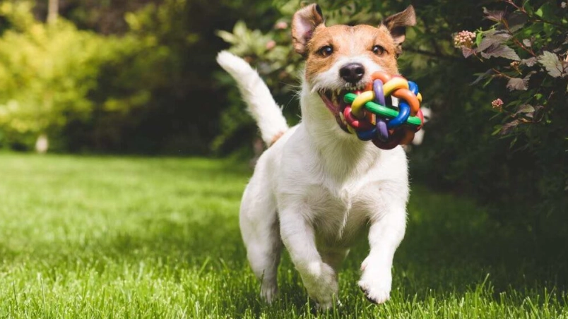 狗狗胰臟炎飲食
