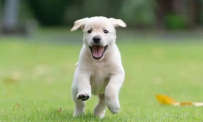 拉布拉多犬個性