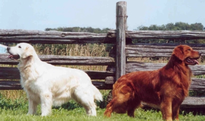 黃金獵犬健康問題