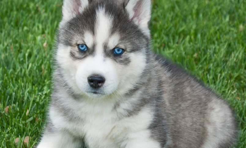 哈士奇平均壽命