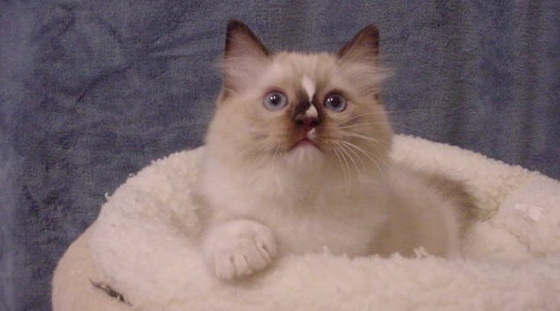 手套色布偶貓特徵