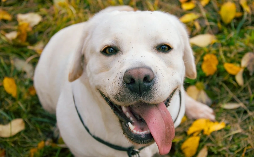 適合家庭養的狗