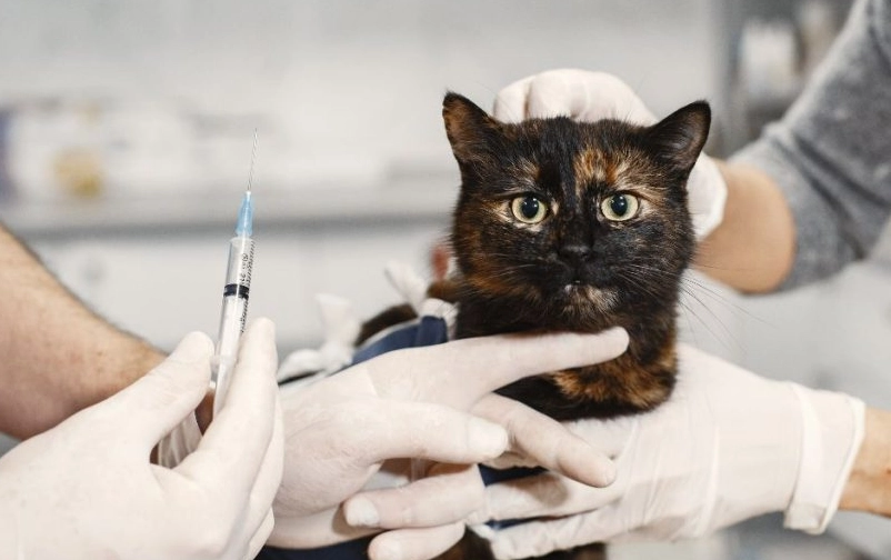 貓狂犬病疫苗