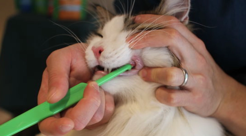 貓咪牙齒護理