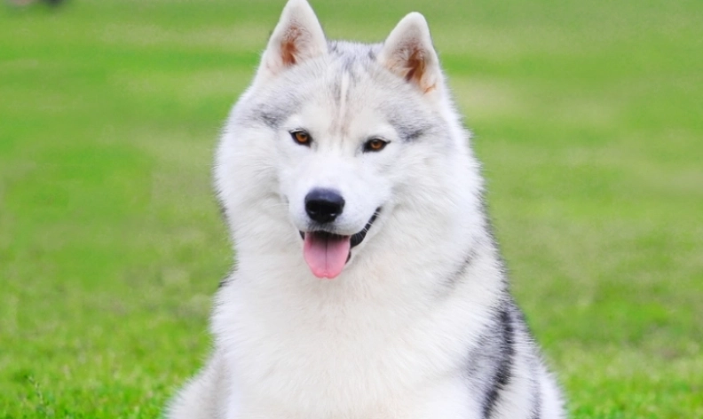 哈士奇平均壽命