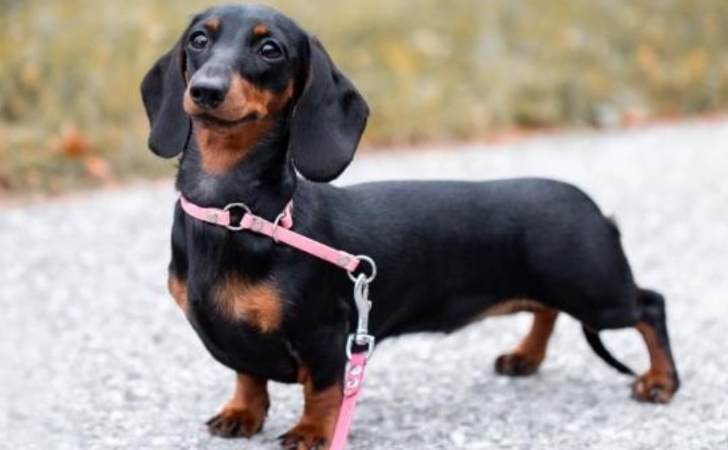 臘腸狗常見疾病