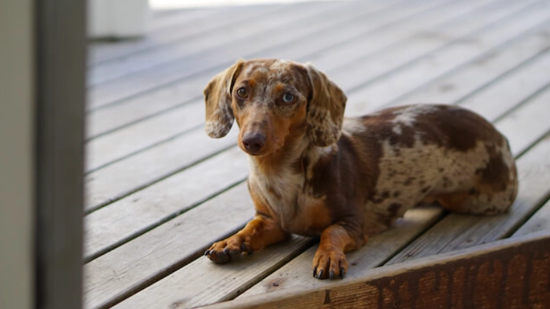 臘腸狗常見疾病