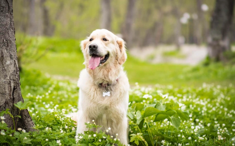 黃金獵犬健康問題