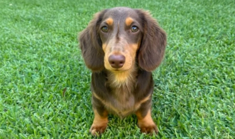 臘腸狗椎間盤突出