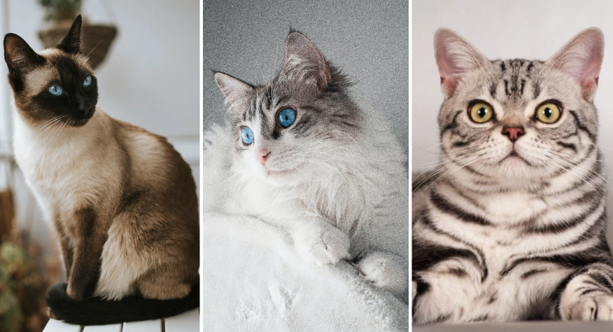 最受歡迎貓咪品種