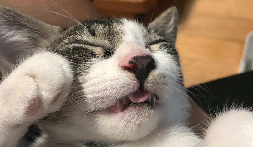 毛球症手術費用