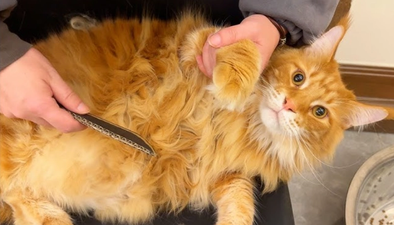 毛球症手術費用