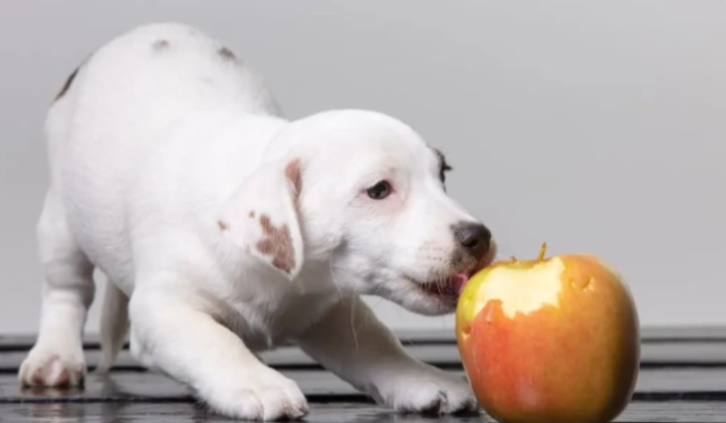 蘋果對狗有害嗎