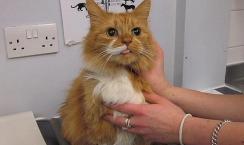 貓咪開刀後照顧