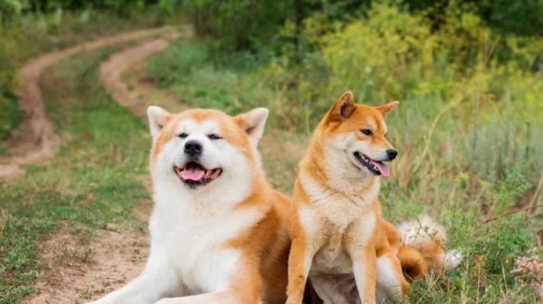 柴犬 性格 分析