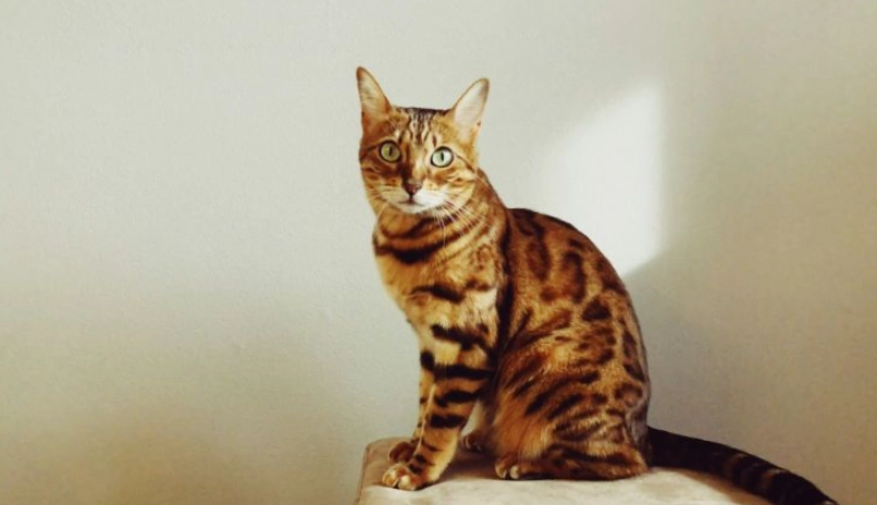 最受歡迎貓咪品種