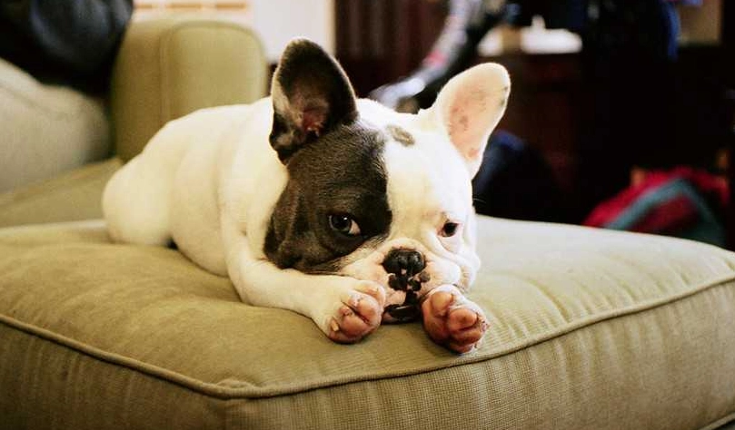 狗狗鼻塞怎麼辦