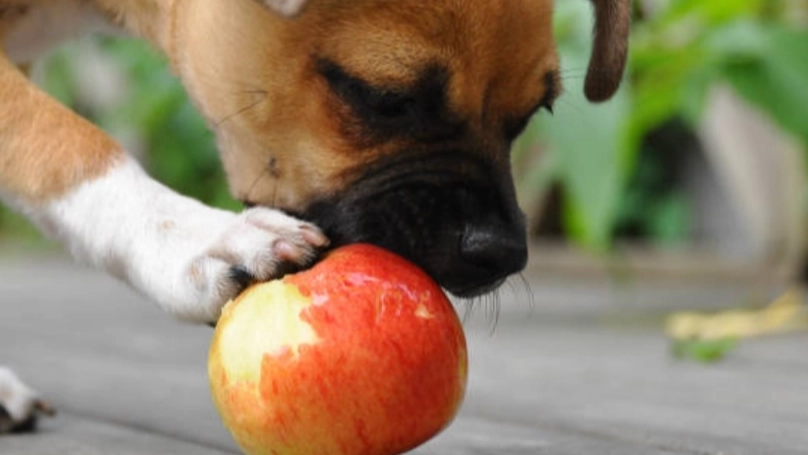 狗吃蘋果