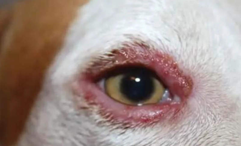 狗狗結膜炎