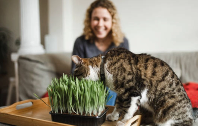 貓薄荷盆栽種植