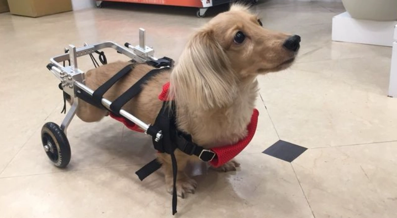 狗狗後腿無力怎麼辦