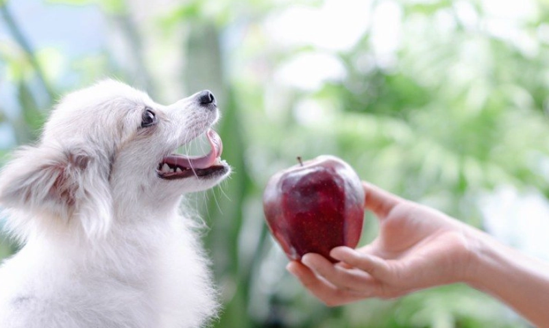 狗吃蘋果