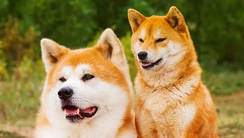 秋田犬 柴犬 比較