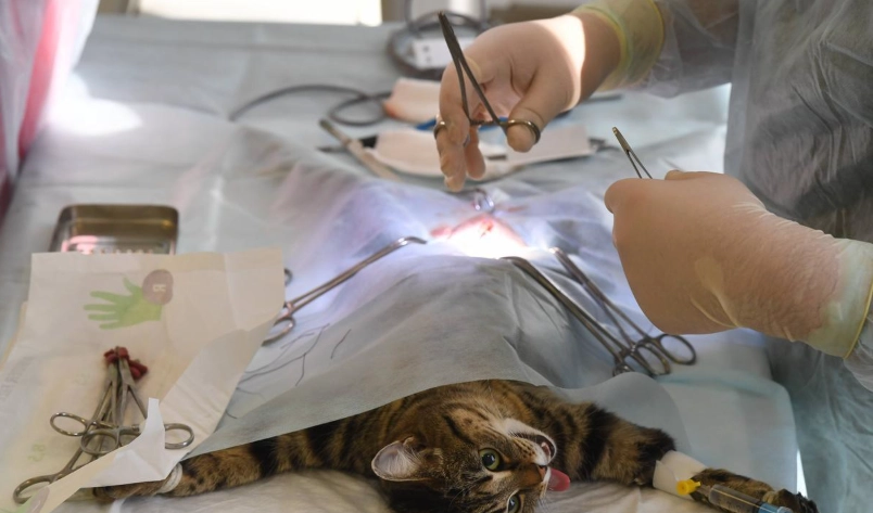 貓咪開刀後照顧