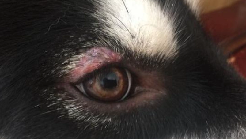 狗眼睛紅腫原因