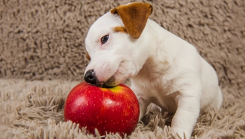 狗吃蘋果