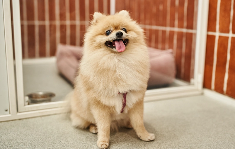 新手養狗注意事項