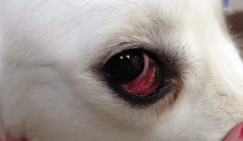 狗眼睛紅腫原因