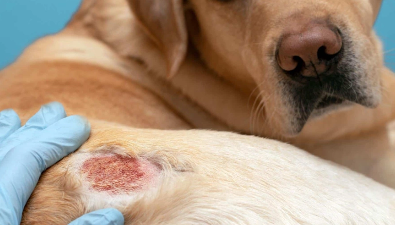 看懂狗狗皮膚病症狀不求人：完整症狀地圖與居家護理指南